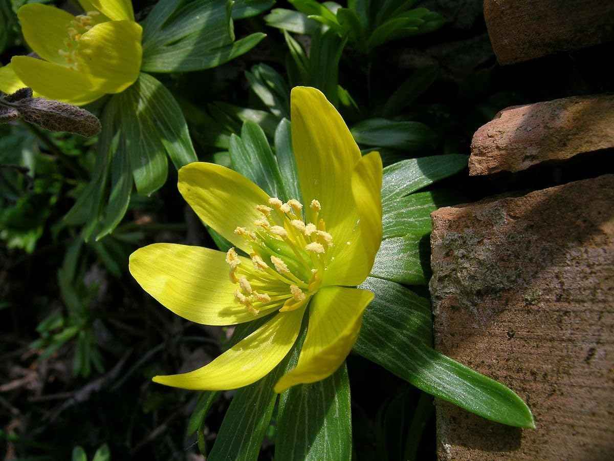 Hyemalis Flower Seeds for Planting - 100 pcs for planting in your garden.