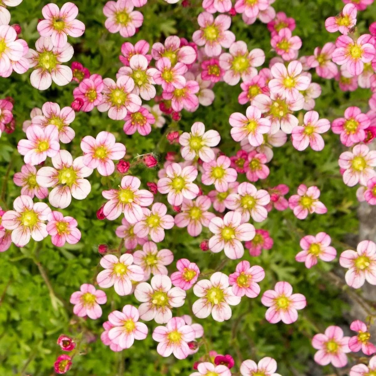 Light Pink Saxifraga Flower Seeds for Planting – NON GMO Seeds for planting in home garden