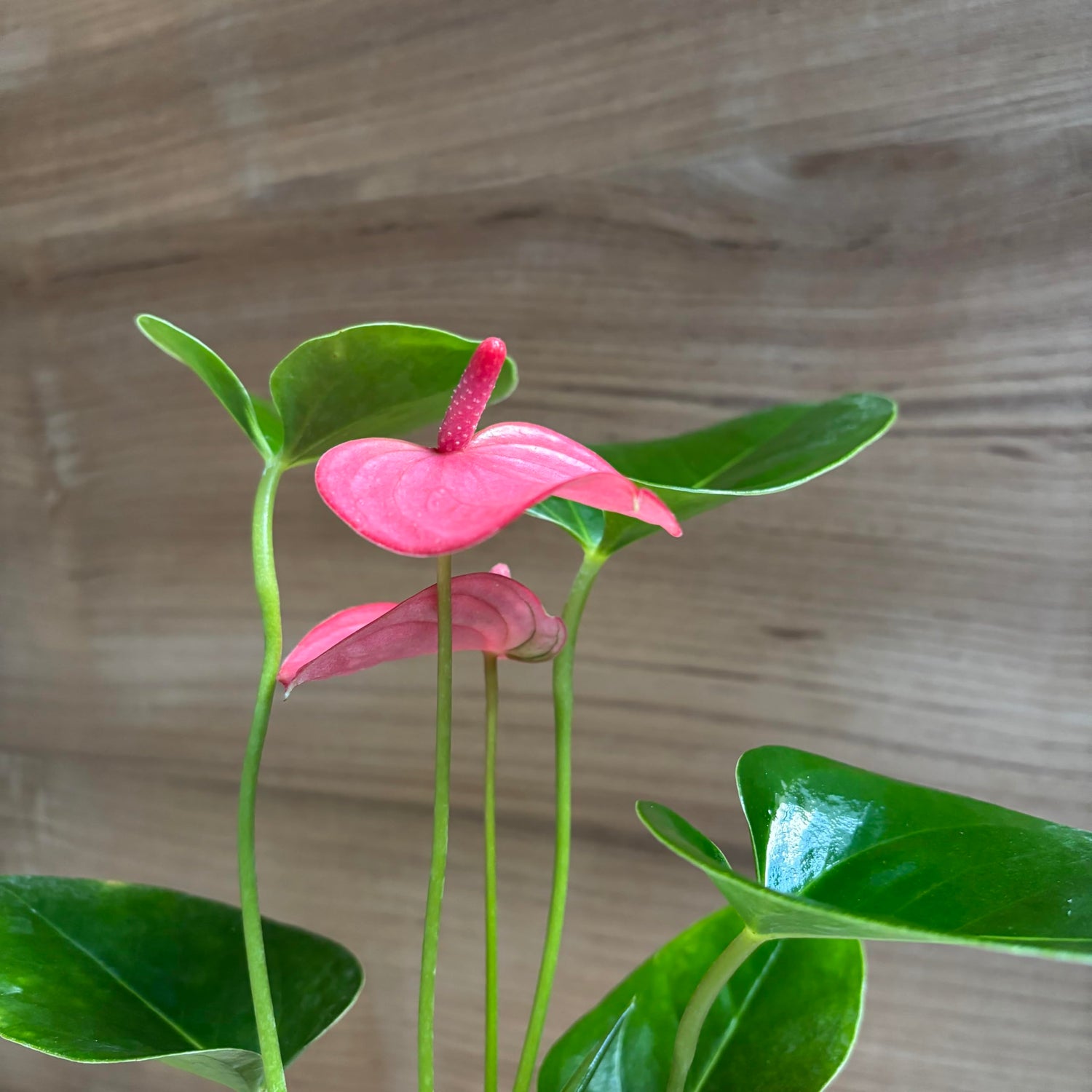 Anthurium Anthurium Andraeanum Flower Seeds for Planting – Ideal for Indoor Gardening and Decorative Planting