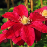 Clematis Red Star climbing flower seeds for garden planting