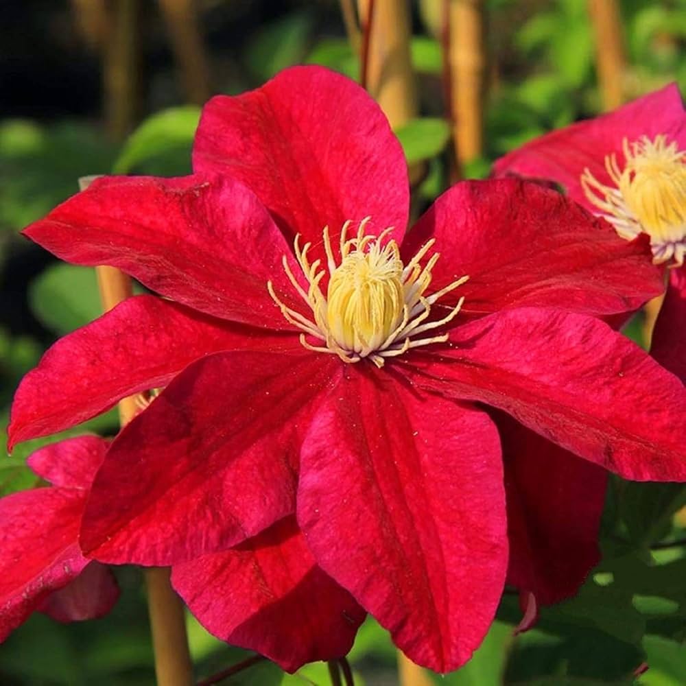 Clematis Red Star climbing flower seeds for garden planting