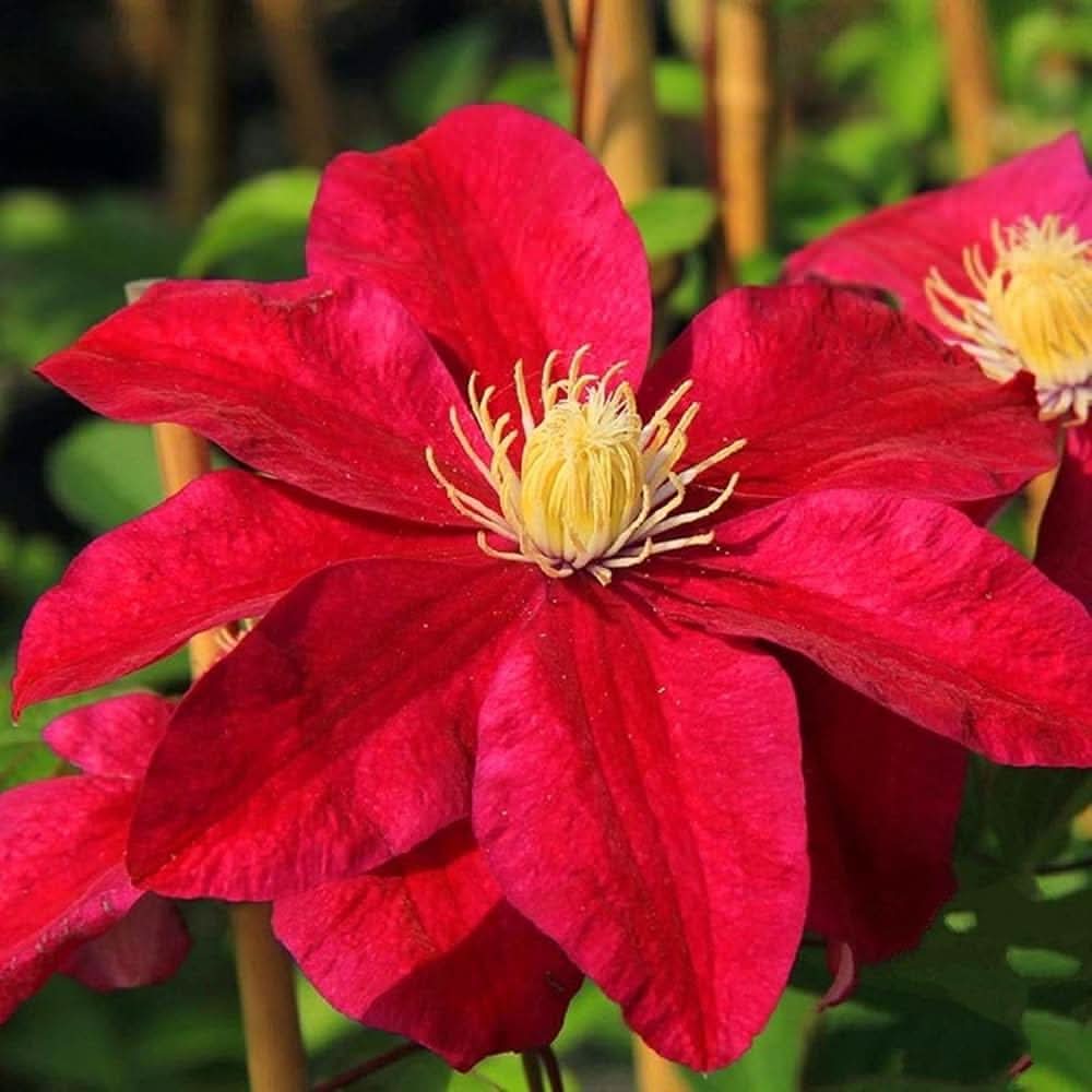 Clematis Hybrida Mix Color Flowering Seeds For Planting