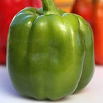 Pepper Capsicum spp for planting in vegetable patch