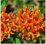 Asclepias Asperula Asclepias asperula for planting in butterfly garden