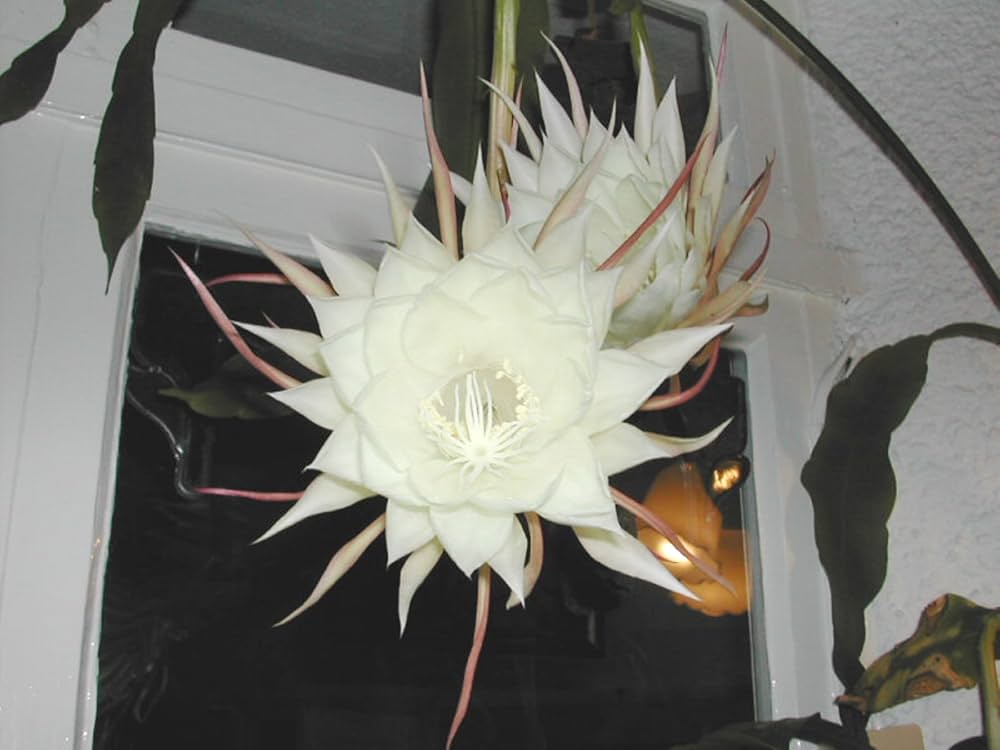 Dark Grey Epiphyllum Oxypetalum Seeds ( , Night Blooming)