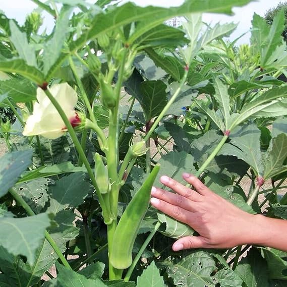 Okra Abelmoschus esculentus Perkins Long Pod vegetable seeds for planting in home garden or raised beds