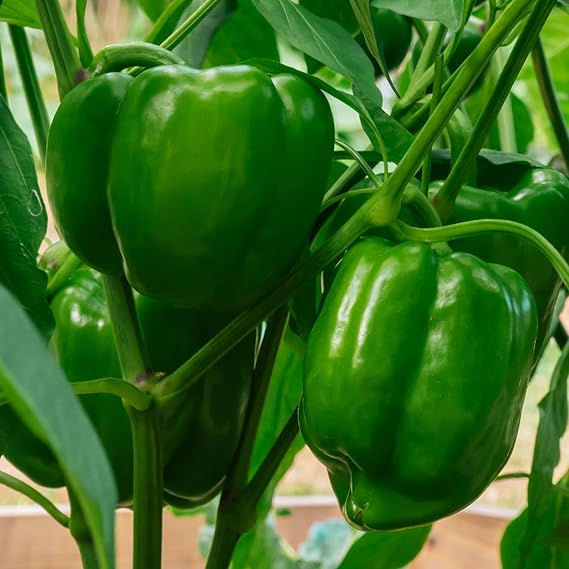 Pepper Capsicum Annuum Organic Heirloom California Wonder Vegetable Seeds for Planting – Sweet Bell Variety for Kitchen Garden