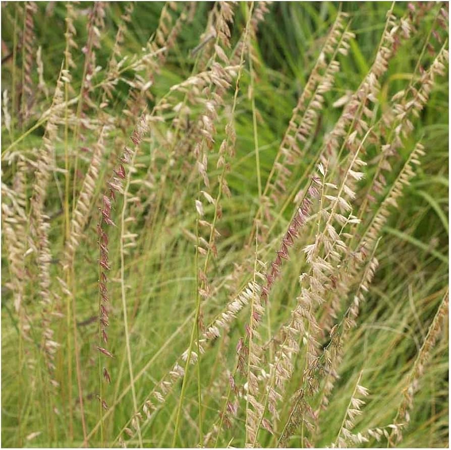 Oat Grama Bouteloua gracilis Native Grass Seeds for Planting