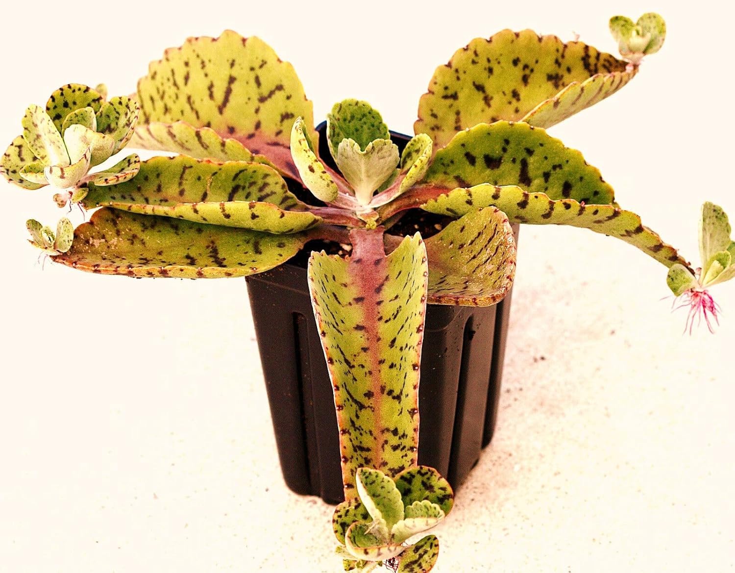 Kalanchoe Gastonis Flower Seeds – Heirloom Non-GMO Seeds for Succulent and  Indoor Garden Planting