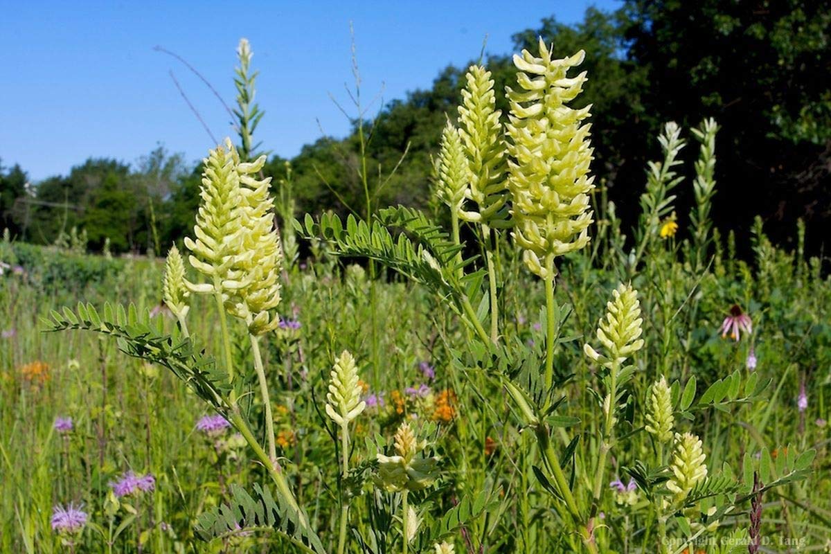 Astragalus racemosus Creamy Milk Vetch