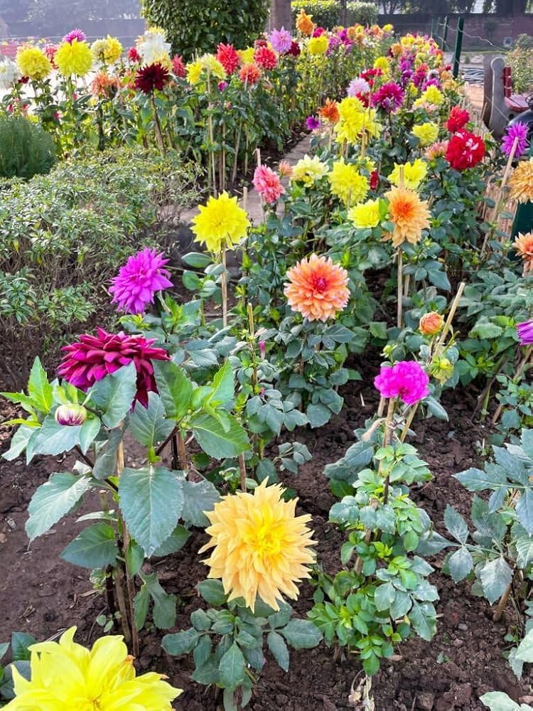 Dahlia Seeds for Garden and Home Decoration Planting