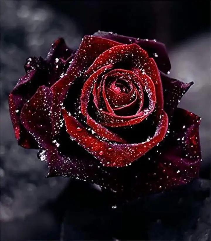 Deep Red Rose Plant Seeds for Planting - Heirloom Non-GMO Garden Seeds for Your Garden Dhara Seeds