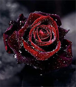 Deep Red Rose Plant Seeds for Planting - Heirloom Non-GMO Garden Seeds for Your Garden Dhara Seeds
