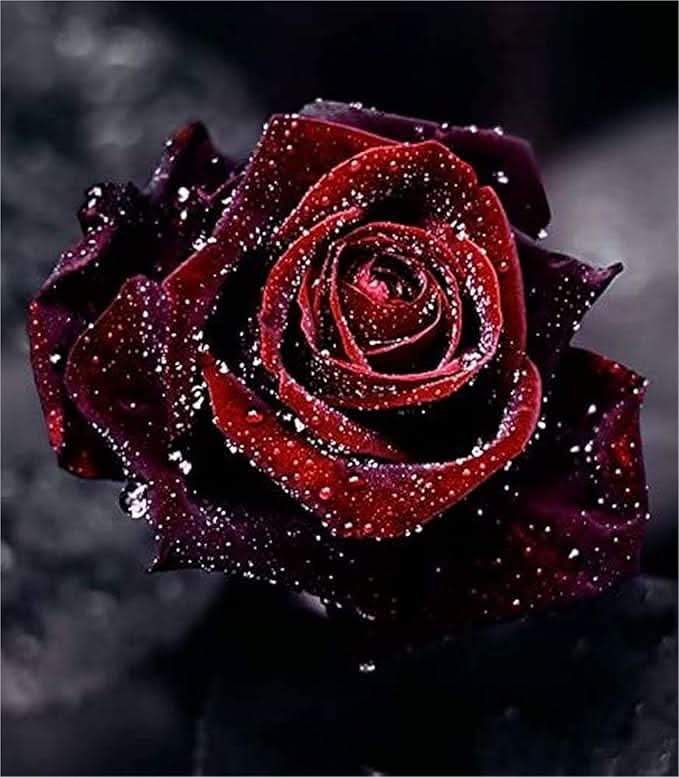 Multicolored Rose Rare Perennial Flower Seeds for Home Garden