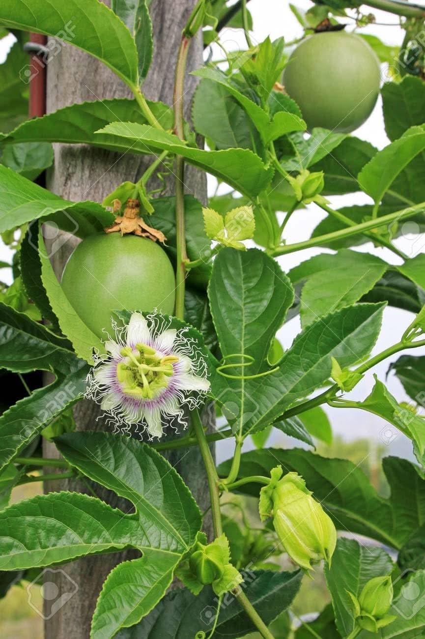 Edulis Fruit Seeds - Perfect for Cultivating Sweet Edulis Fruits in Your Yard