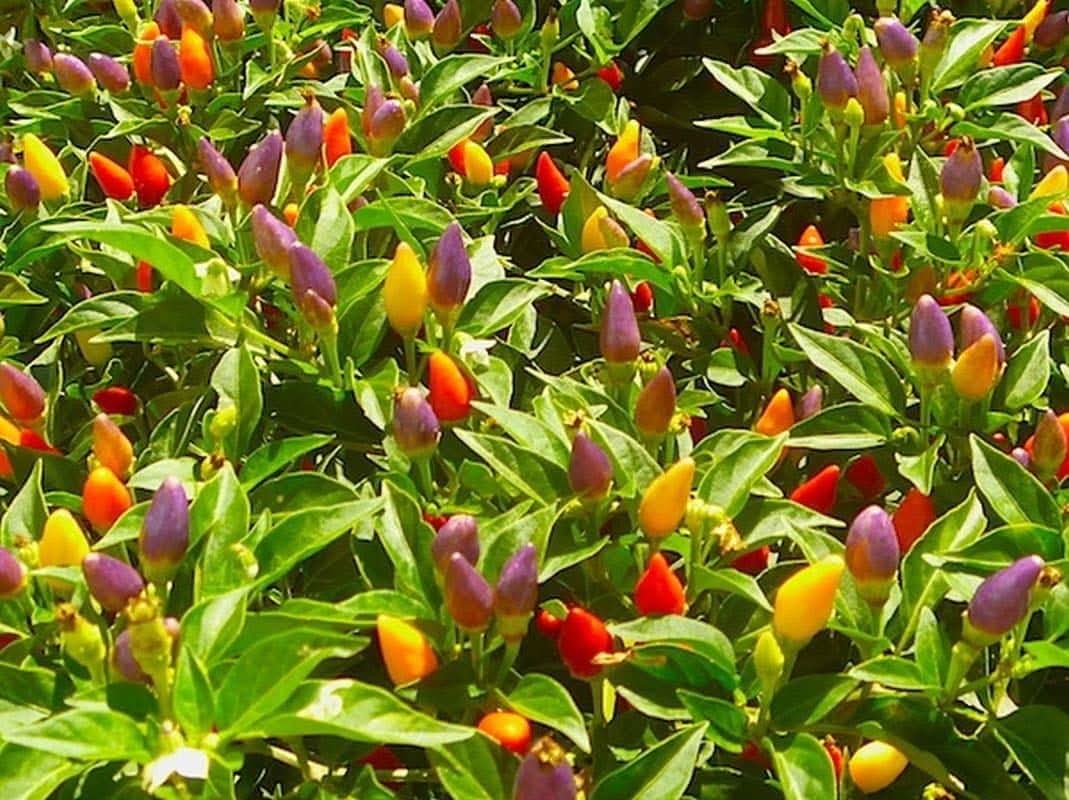 Bolivian Rainbow Chili Colorful Pepper Plant Seeds
