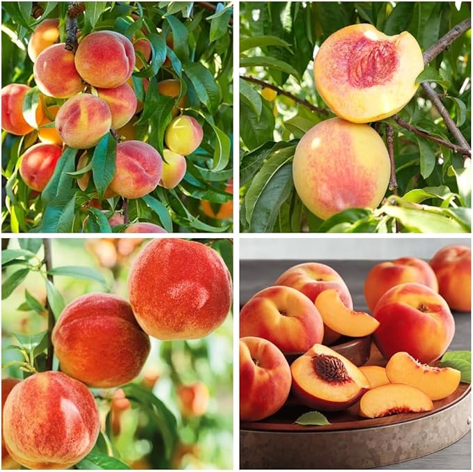 Peach Tree for planting