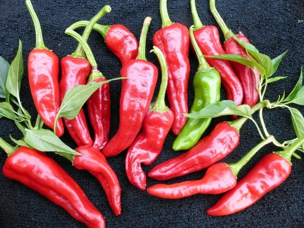 Chimayo heirloom pepper vegetable seeds