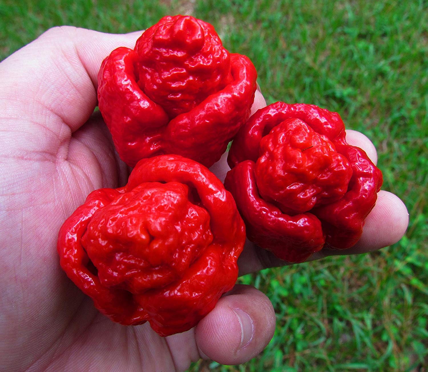 Trinidad Scorpion Moruga – hottest chili for planting in garden
