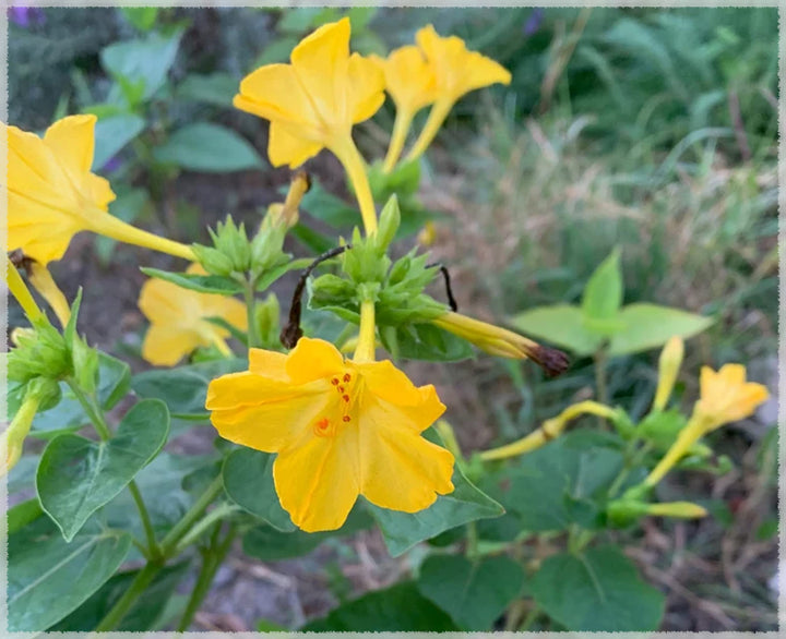 Yellow Marquezii Plant Seeds for Planting - 100 pcs