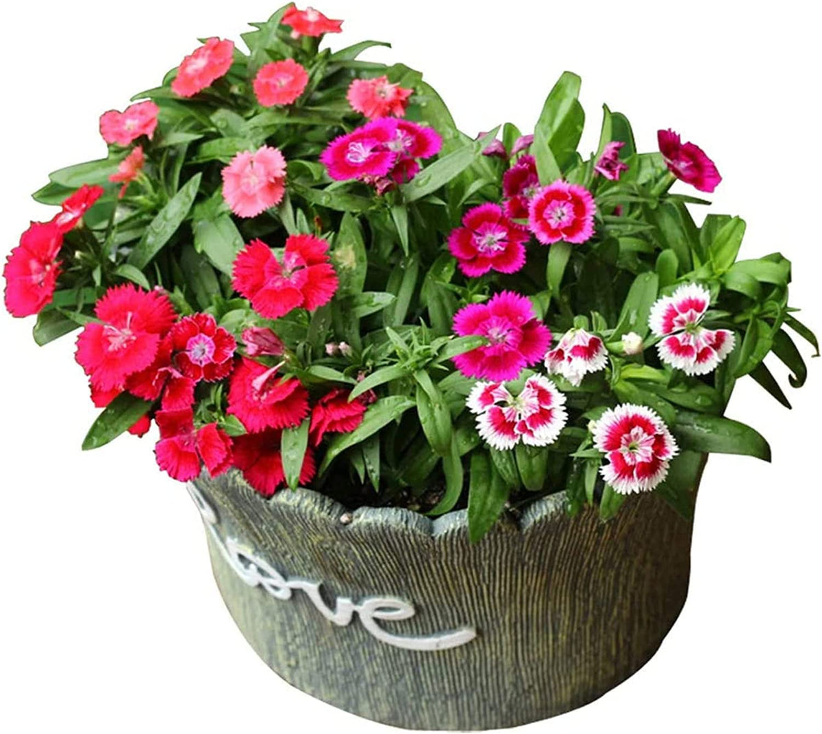 Colorful Carnation Seeds – Dianthus Caryophyllus for Yard & Patio