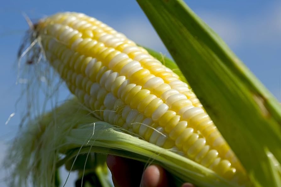 Serendipity Triplesweet Hybrid Corn Seeds | High-Sugar TripleSweet Yellow Corn – Heirloom, Non-GMO, High Germination Organic Garden Seeds