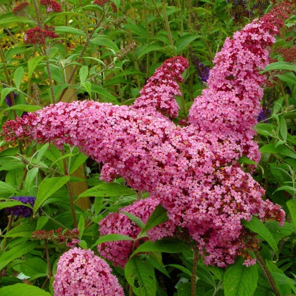 Pink Buddleia Butterfly Bush Seeds for Planting – Vibrant Blooms, Non-GMO, Heirloom seeds for planting in home garden
