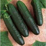 General Lee Cucumber – Cucumis sativus – for planting in vegetable garden