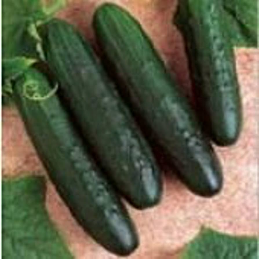 General Lee Cucumber – Cucumis sativus – for planting in vegetable garden