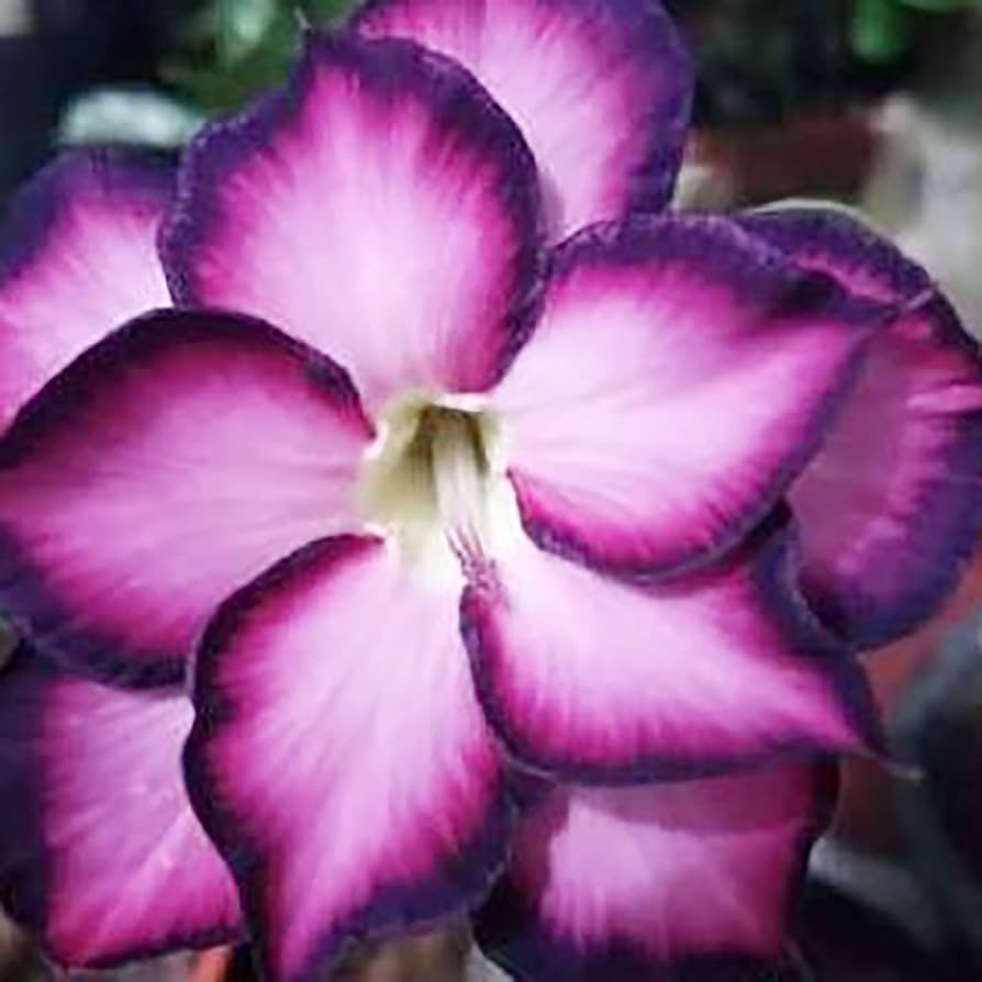 Desert Rose Adenium Obesum White Purple Flower Seeds for Planting