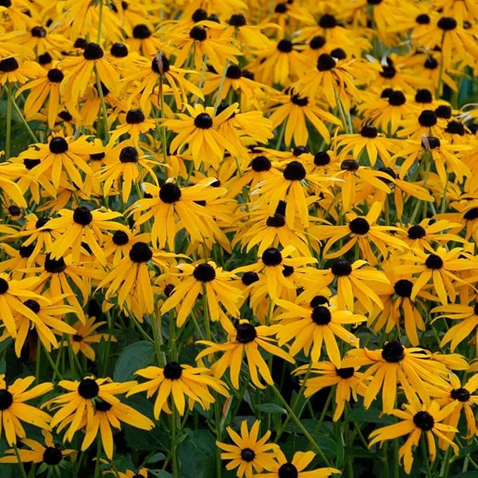 Black Eyed Susan Rudbeckia hirta Flowering Seeds For Planting in home garden or sunny garden borders