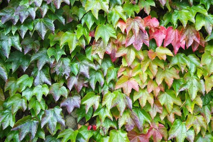 Multi-Colored Boston Ivy Plant Seeds for Planting-Heirloom & Non-GMO Seeds for planting Dhara Seeds