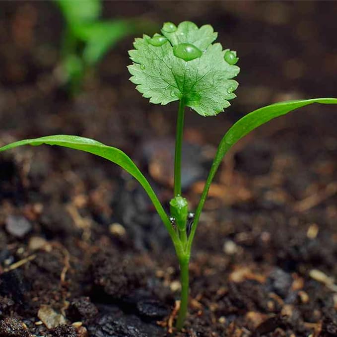 Herb Coriander (Coriandrum Sativum) - Seeds for Fresh Culinary Herb Harvests