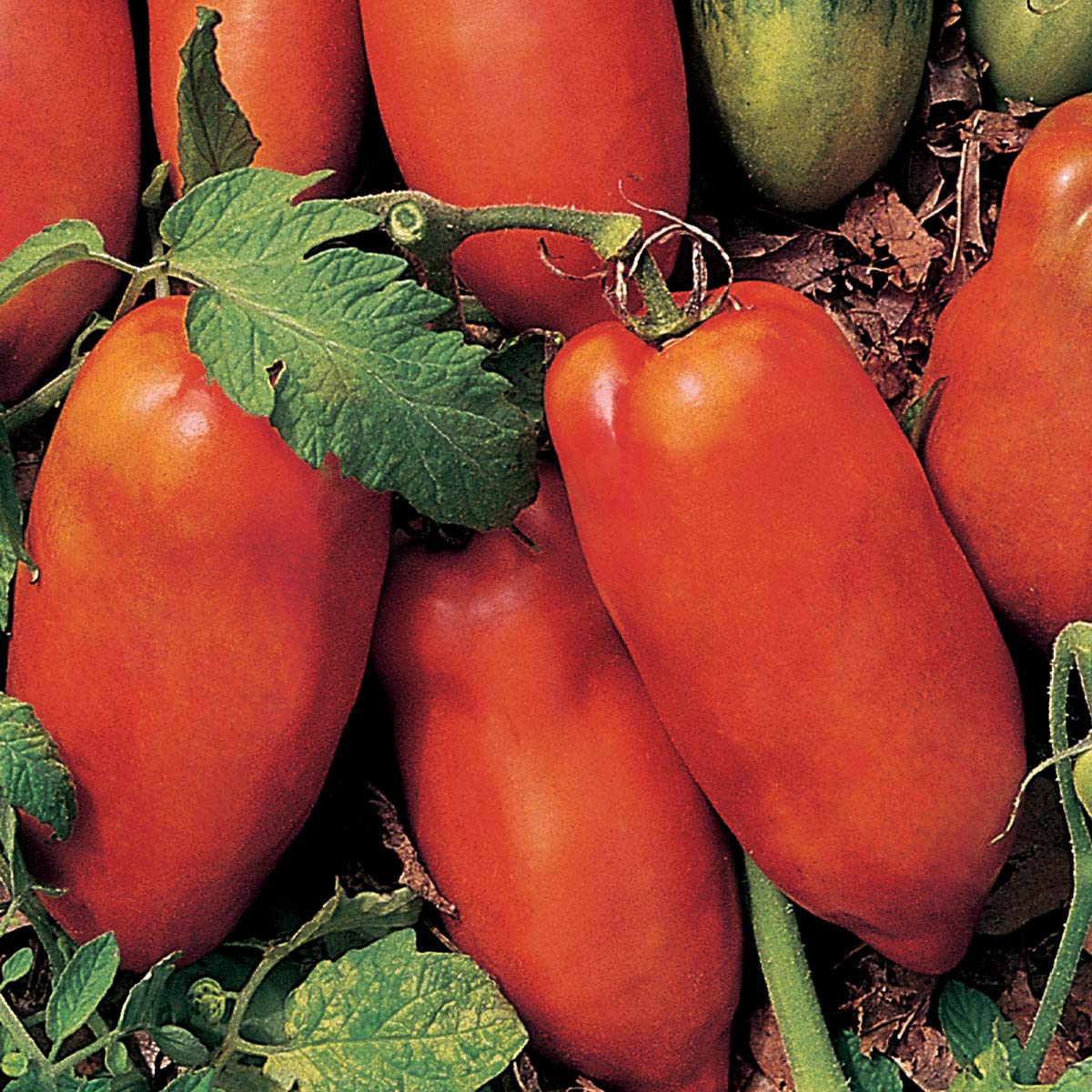 Heirloom Mixed Linguisa Tomato Seeds for Planting - Non-GMO Garden Seeds