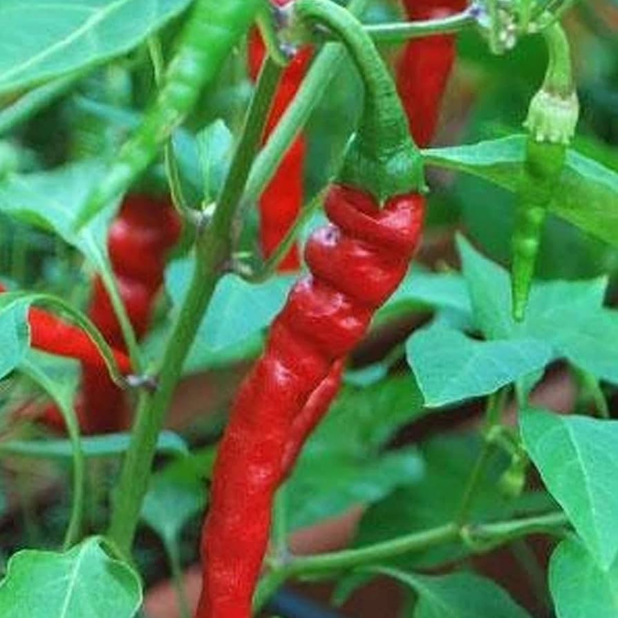 Cayenne long red thin pepper organic seed for garden planting
