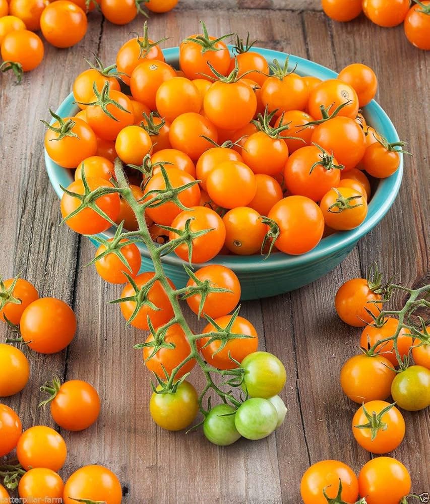 Golden Cherry Tomato – Solanum lycopersicum seeds