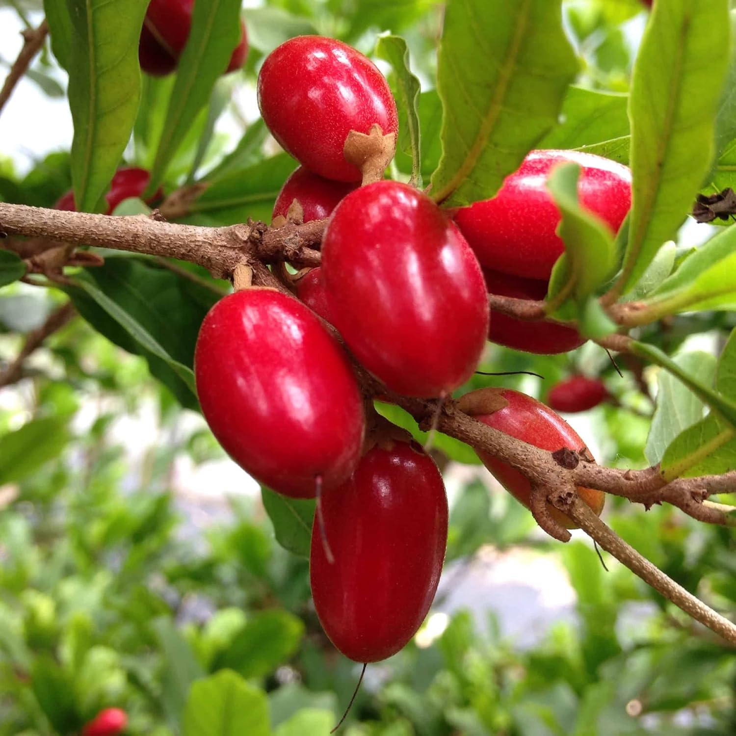 Synsepalum Dulcificum Seeds