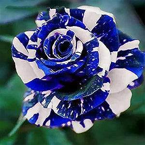 Rose Blue Dragon Flower Seeds for Planting in vertical garden or home flower beds