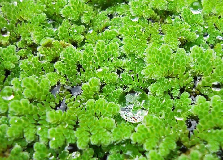 Gray Crested Fern Plant Seeds for Planting -heirloom & Non GMO Seeds
