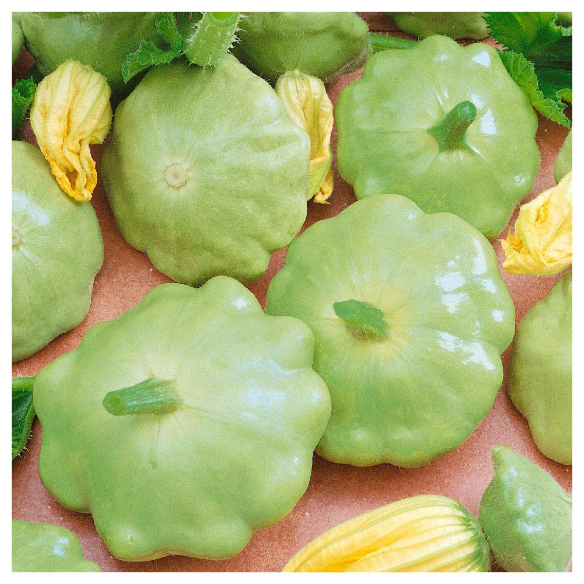 Bennings Green Tint Scallop Summer Squash Seeds for heirloom harvests