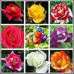 Rose – Rosa spp. – for planting in flower bed and home garden