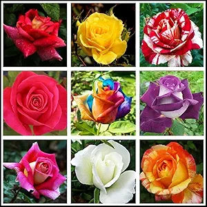 Rose flower – Rosa spp. – for planting in flower bed