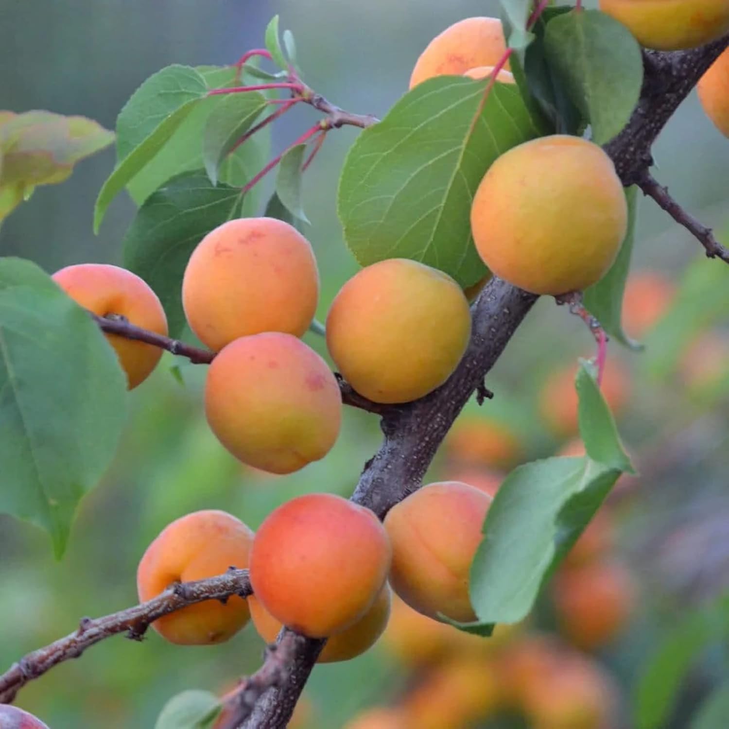 Manchurian Apricot (Prunus mandshurica) Seeds