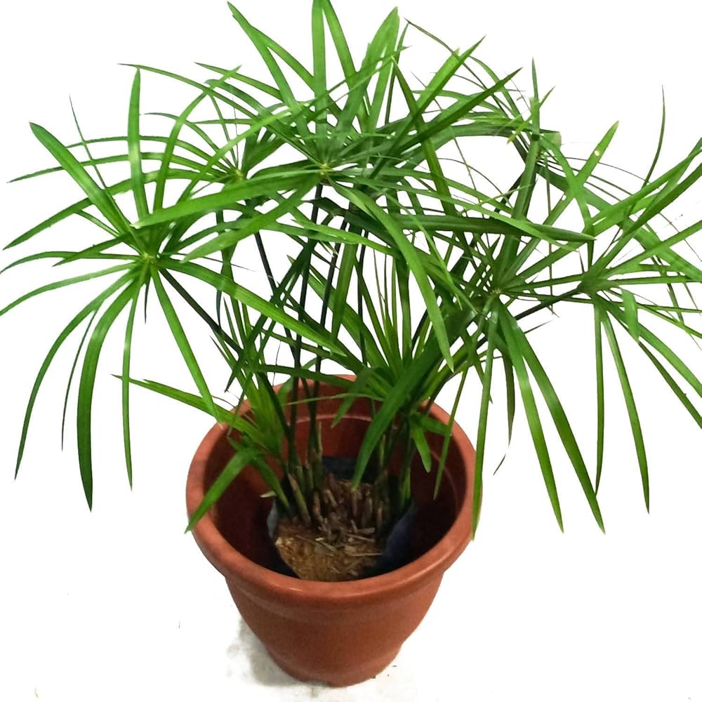 Green Cyperus Plant Seeds for Planting-Unique Garden and Aquatic Decor – Fresh Herb for Your Garden