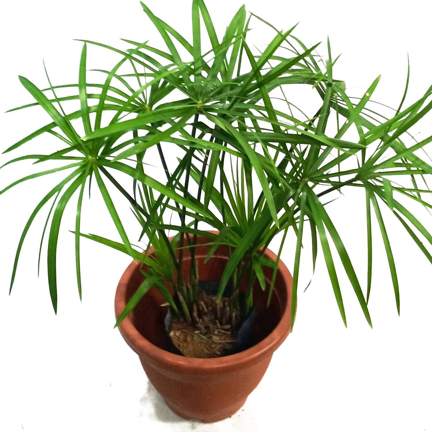 Green Cyperus Alternifolius Planting Seeds for Garden - NON GMO Seeds