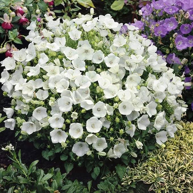 White Bellflower Campanula Carpatica Perennial Seeds