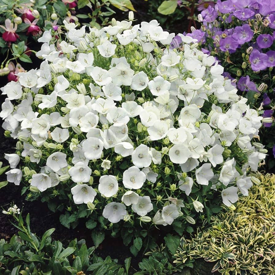 Balkan Bellflower Campanula moesiaca Seeds for Planting for Rock Garden and Shaded Borders