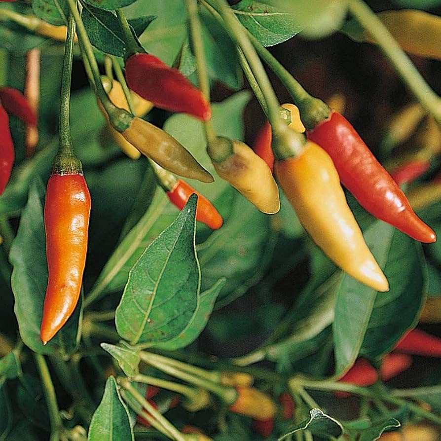 Pepper Capsicum Frutescens Red Tabasco Vegetable Seeds for Planting – Perfect for Spicy Kitchen Garden and Pots