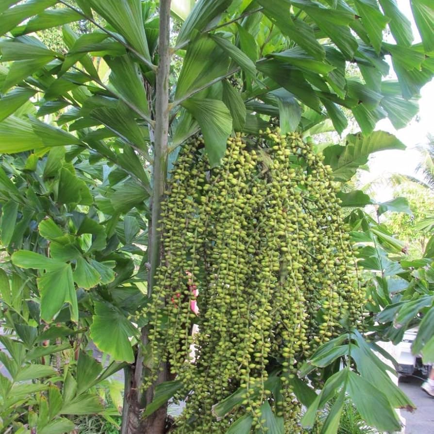 Fishtail Palm (Caryota Mitis) Seeds – Heirloom Non-GMO Seeds for Tropical and Indoor Planting - Palm for planting in home garden