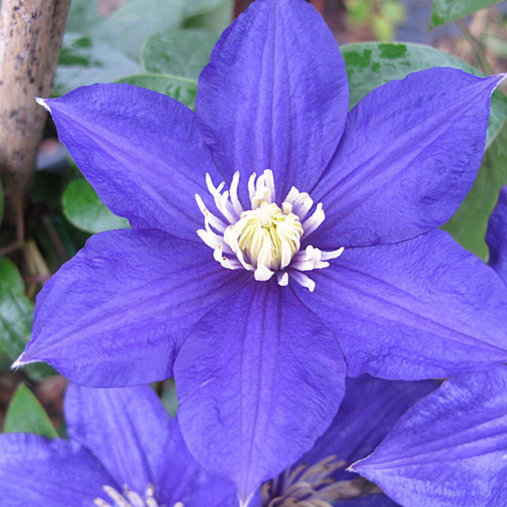 Clematis Bulbs and Seeds – Flowering Clematis Bulbs for Garden
